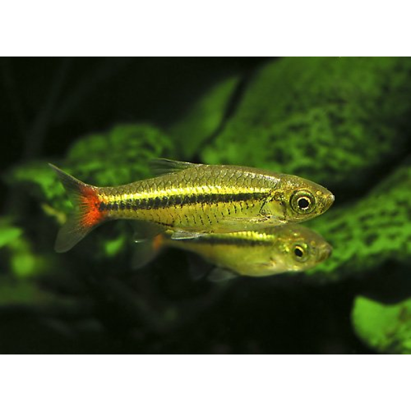 Roodstaartrasbora 2,5-3cm